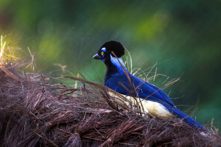 Plush-crested Jay bird (Cyanocorax chrysops)の写真素材