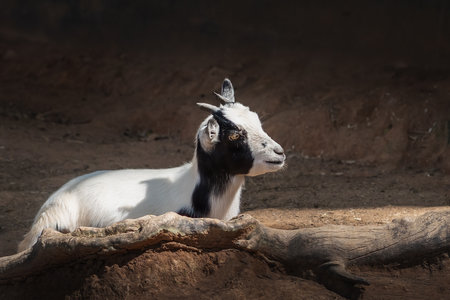 Baby Domestic Goat (Capra hircus)の写真素材