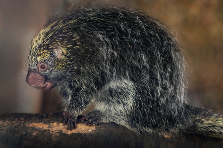 Brazilian Porcupine (Coendou prehensilis) - South american rodentの写真素材