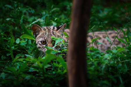 Oncilla hiding (Leopardus tigrinus) - Central and South American spotted wild catの写真素材
