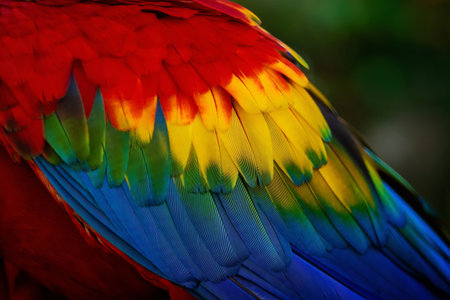 Scarlet Macaw (Ara macao) Wing Feathersの写真素材