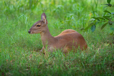 Female Gray Brocket (Mazama gouazoubira) - South American Deerの写真素材