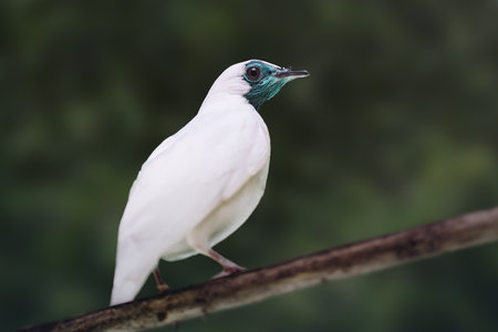 Bare-throated Bellbird (Procnias nudicollis) - South American Birdの写真素材