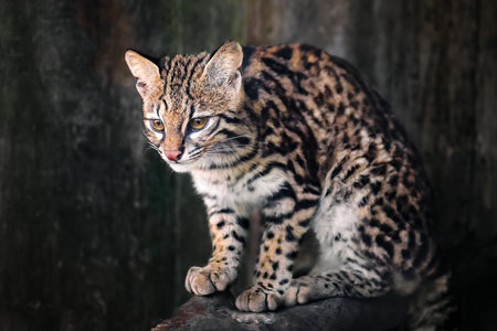 Oncilla (Leopardus tigrinus) - Central and South American spotted wild cat