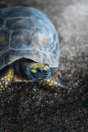 Yellow-footed Tortoise (Chelonoidis denticulata)の写真素材