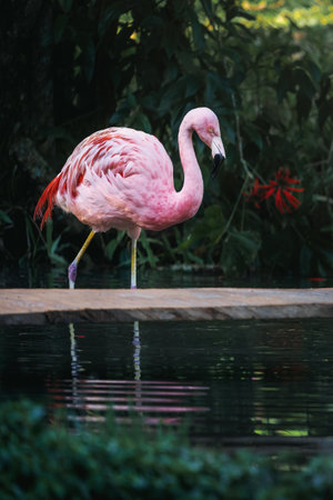 Chilean Flamingo bird (Phoenicopterus chilensis)の写真素材