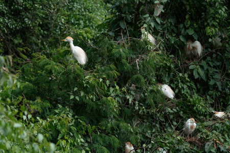 Cattle Egrets (Bubulcus ibis) with Breeding season plumageの写真素材