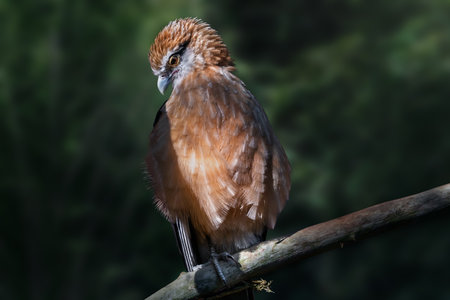 Yellow-headed Caracara (Milvago chimachima) - Bird of Preyの写真素材