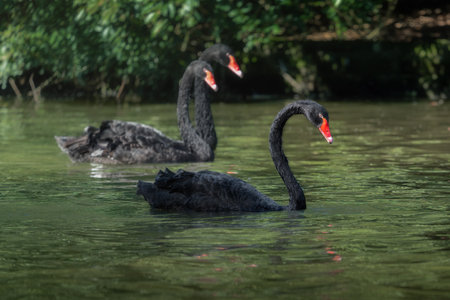Black Swan on water (Cygnus atratus)の写真素材