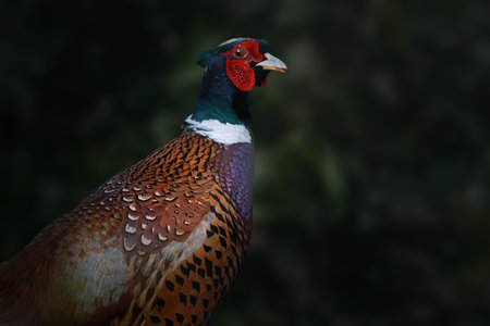 Common Pheasant (Phasianus colchicus) - Ornamental Birdの写真素材