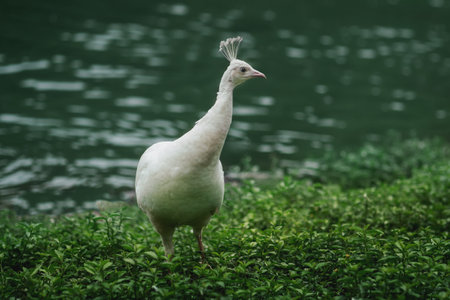 White Peahen (Pavo cristatus) - Albino female Peafowl - Peacock