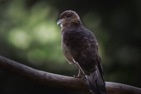 Chimango Caracara (Milvago chimango) - Bird of Preyの写真素材