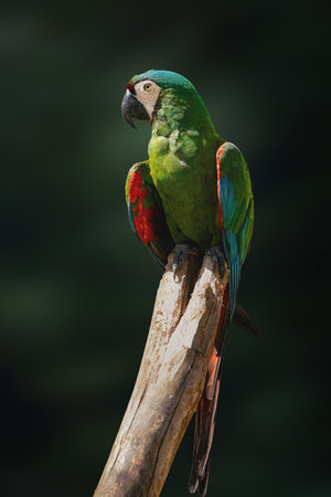 Chestnut-fronted Macaw Parrot (Ara severus)の写真素材