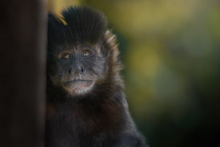 Tufted Capuchin Monkey (Sapajus apella)の写真素材