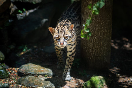 Ocelot (Leopardus pardalis) - medium-sized spotted felineの写真素材