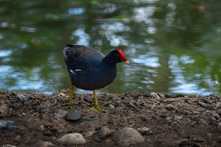 Common Gallinule bird (Gallinula galeata)の写真素材