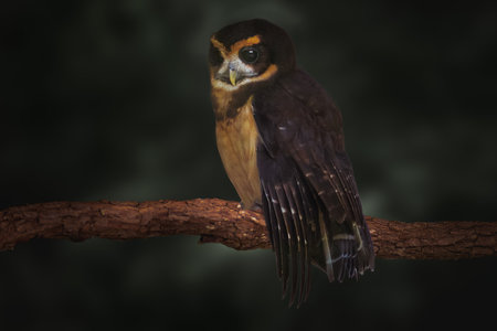 Tawny-browed Owl (Pulsatrix koeniswaldiana) birdの写真素材