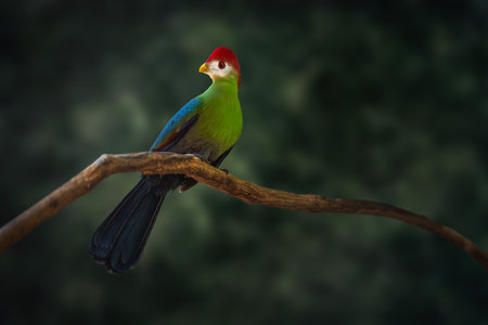 Red-crested Turaco (Tauraco erythrolophus) bird