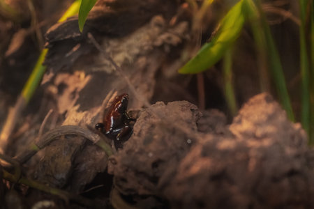 Splash-backed Poison Frog (Adelphobates galactonotus)の写真素材