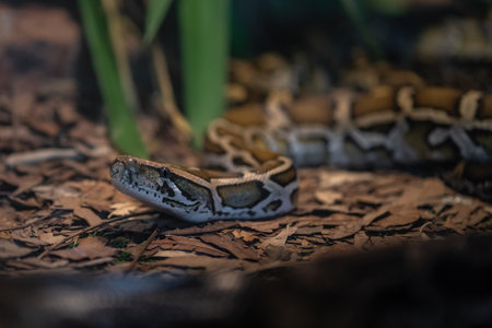 Burmese Python snake (Python bivittatus)