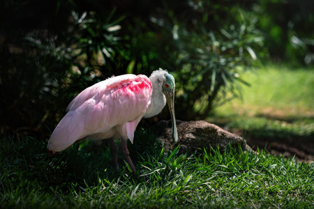 Roseate Spoonbill bird (Platalea ajaja)