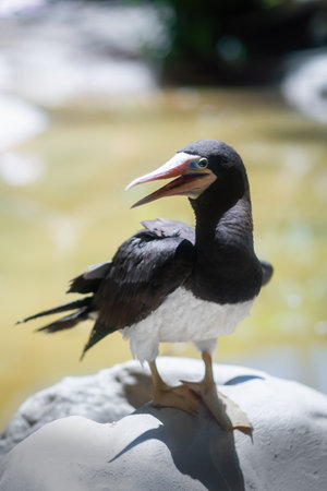 Female Brown Booby (Sula leucogaster)