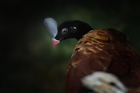 Helmeted Curassow bird (Pauxi pauxi)