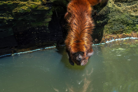 Brown Howler Monkey (Alouatta guariba)