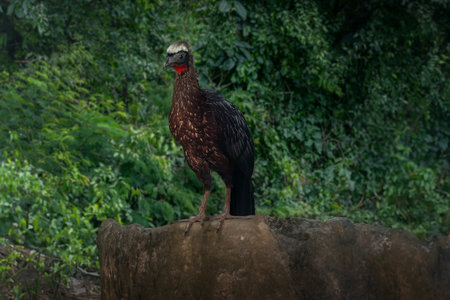 White-crested Guan bird (Penelope pileata)の写真素材