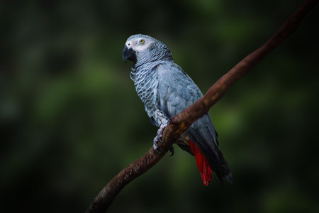Gray Parrot (Psittacus erithacus) or Congo African Gray Parrotの写真素材