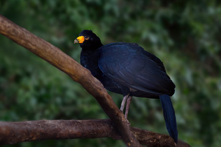 Black Curassow bird (Crax alector)の写真素材