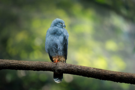 Crane Hawk (Geranospiza caerulescens) - Bird of Preyの写真素材