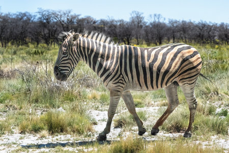 Burchell's Zebra (Equus quagga burchellii)の写真素材