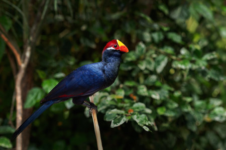 Violet Turaco bird (Musophaga violacea)の写真素材