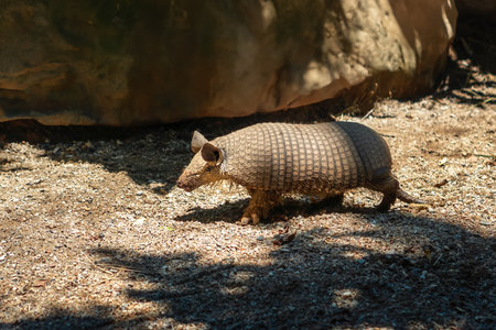 Six-banded Armadillo (Euphractus sexcinctus) or Yellow Armadilloの写真素材