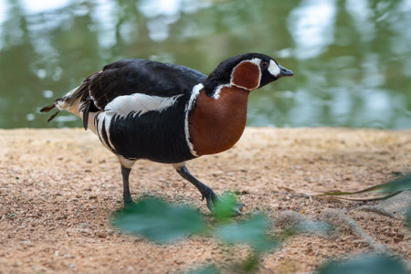 Red-breasted Goose (Branta ruficollis) - waterfowlの写真素材