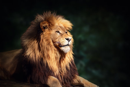 Southwest African Lion (Panthera leo bleyenberghi) - Angola Lionの写真素材