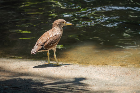 Striated Heron bird (Butorides striata)