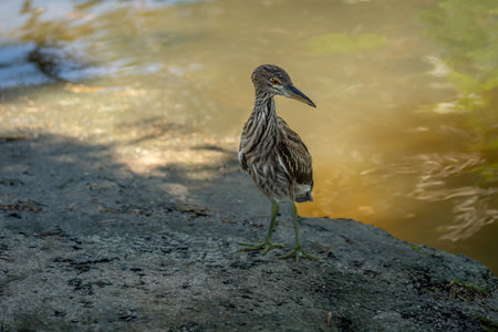 Young Striated Heron bird (Butorides striata)の写真素材