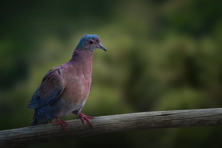 Pale-vented Pigeon bird (Patagioenas cayennensis)の写真素材