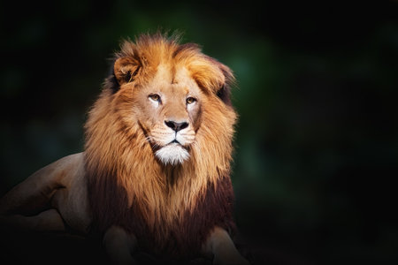Southwest African Lion (Panthera leo bleyenberghi) - Angola Lionの写真素材