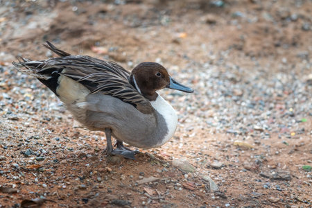 Northern pintail (Anas acuta) - waterfowlの写真素材