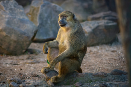 Olive Baboon (Papio anubis) - Old World monkeyの写真素材