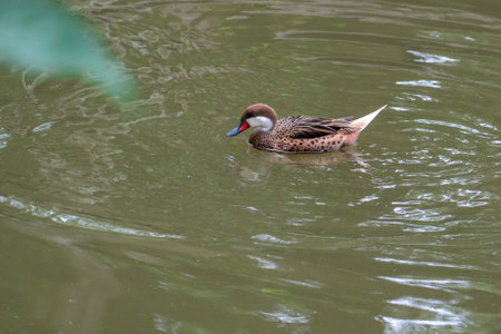 White-cheeked Pintail (Anas bahamensis) - Swimmingの写真素材