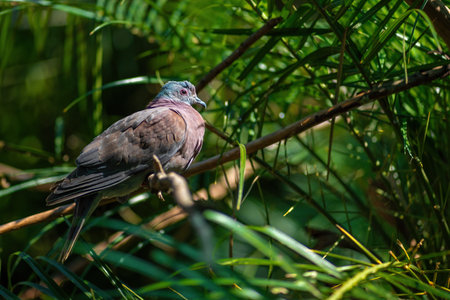 Pale-vented Pigeon bird (Patagioenas cayennensis)の写真素材