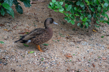 Female Chestnut Teal (Anas castanea)の写真素材