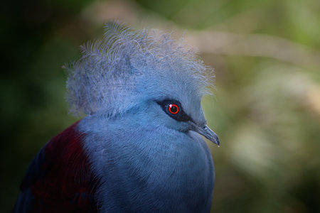 Western Crowned Pigeon (Goura cristata)の写真素材