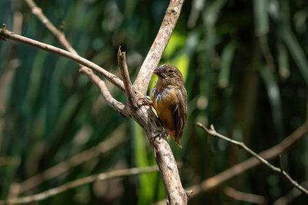 Female Chestnut-bellied Seed Finch (Sporophila angolensis)の写真素材
