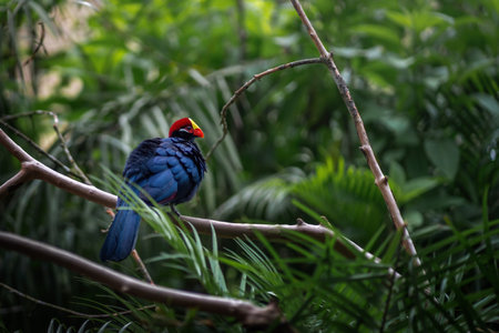 Violet Turaco bird (Musophaga violacea)の写真素材