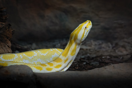 Albino Burmese Python (Python bivittatus)の写真素材